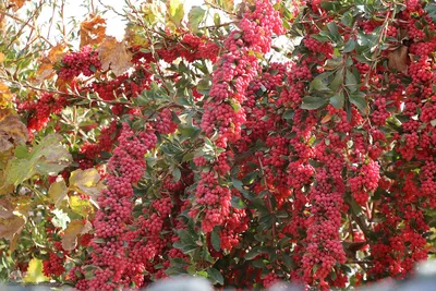 پاییز خراسان جنوبی
