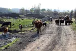 طبیعت بهاری شهرستان اهر