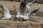 مرغان کاکایی‌؛ مهمانان زمستانی شیراز