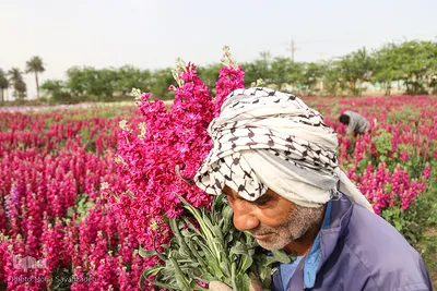 برداشت گل در حمیدیه