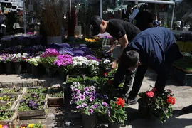 بازار گل شیراز‎‎ در آستانه سال نو