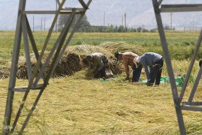 برداشت شلتوک از مزارع برنج در فارس‎