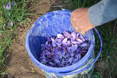 مرند قطب طلای سرخ آذربایجان شرقی