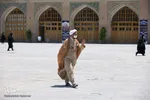 اقامه نماز جمعه قزوین بعد از وقفه چهار ماهه