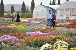 تہران میں گل داوودی کی نمایش