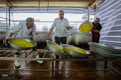 خدمت‌رسانی گسترده به زائران اربعین حسینی در مسیر عبور از ایلام