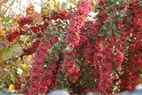 پاییز زیبا در خراسان جنوبی