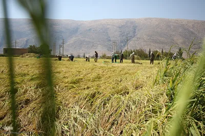 برداشت شلتوک از مزارع برنج در فارس‎