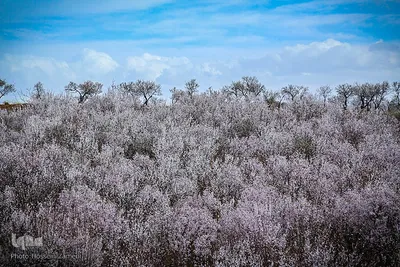 رستاخیز طبیعت در شهرستان سامان ‎
