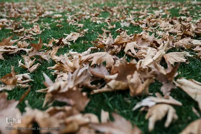 پاییز٬فصل آیه های خدا