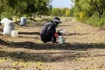 برداشت عناب در خراسان جنوبی