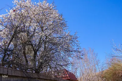 رویش شکوفه‌های زمستانی در شیراز