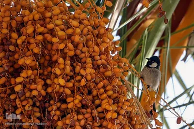 جلوه گری پاییز در باغ ارم شیراز