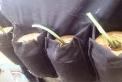 নাইজেরিয়ায় মসজিদে আত্মঘাতী বোমা হামলা