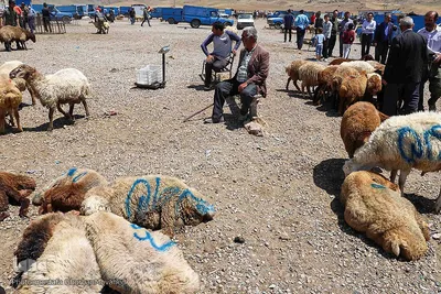 خرید دام زنده به مناسبت عید سعید قربان در اهر