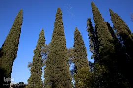 سعدیه