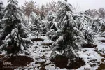 برف، رحمت الهی در سمنان
