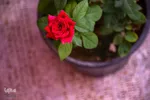 نمایشگاه گل و گیاه - محلات/عکس:محمد رجبی