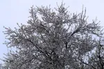 رویش شکوفه‌های زمستانی در شیراز