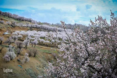 رستاخیز طبیعت در شهرستان سامان ‎
