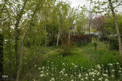 طبیعت بهاری تهران