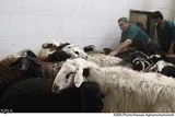 نظارت شرعی بر کشتارگاه‌های زنجان به‌صورت جدی اجرا می‌شود