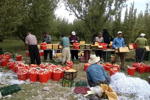 از قصه نامهربانی باغ سیب تا آشنایی با مشاغل خانگی جهاددانشگاهی