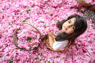 برداشت گل محمدی و گلابگیری سنتی در میمند فارس