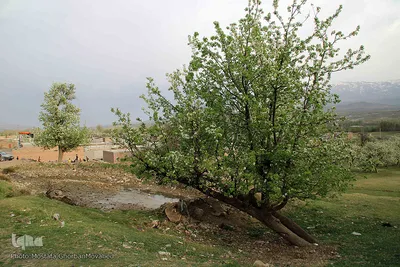 شکوفه های پیرترین درختان اهر