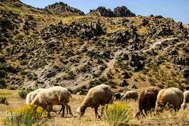 طبیعت ارتفاعات روستای مزرعه و قلعه شیور