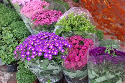 خیایان‌های شهر و بوی عید