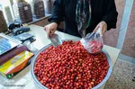 زغال اخته کلیبر از تولید تا فراوری‎‎