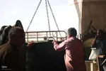 طبخ و توزیع آش گندم در یزد‎