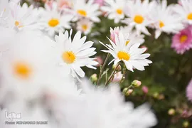 نمایشگاه گل‌های داوودی در «محلات» پایتخت گل ایران