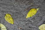 باران در پاییزی در بیرجند