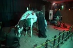 عکس| دهه دوم محرم در بلوار اتحاد شیراز