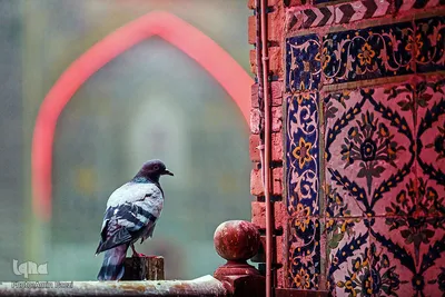 حرم مطهر اميرالمومنين علی(ع) در آستانه اربعین حسینی
