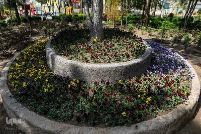 شکوفه های بهاری