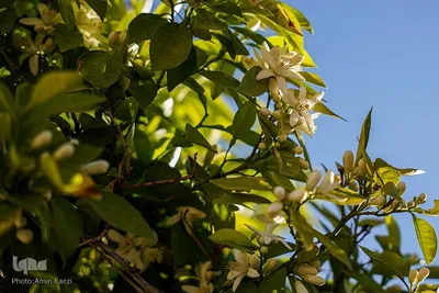 عطر بهار نارنج در شاهچراغ(ع)
