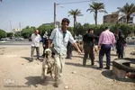 خرید و  فروش دام در روز عید قربان