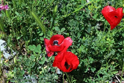 طبیعت بهاری جاده اهر به مشگین شهر