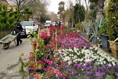 بازار گل شیراز‎‎