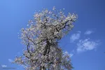 رویش شکوفه‌های زمستانی در شیراز