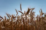 جشن شکرگزاری برداشت گندم‎