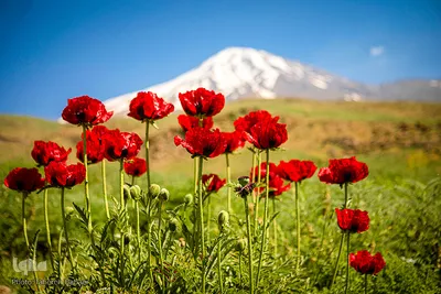 دشت شقایق‌های «رینه»