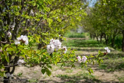 شکوفه‌ دادن درختان زردآلو در روستای منصوریه بهبهان