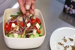 Halal : le Qatar interdit les aliments contenant des insectes