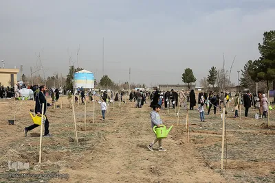 پویش سراسری درختکاری - مشهد

