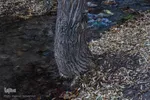 قاب طلایی پاییز در شهمیرزاد