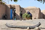 برداشت سنتی فلفل روستاهای بخش بیارجمند شاهرود‎‎